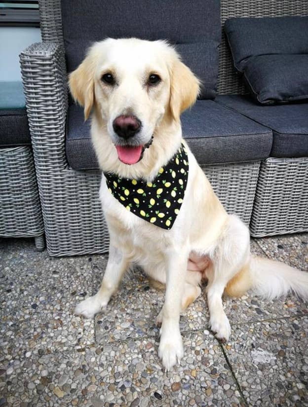 Gatsby Floral Dog Bandana – Eco-Friendly Snap-On Pet Scarf – Made in the USA